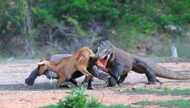科莫多巨蜥和狮子搏斗的视频：一场殊死角逐（科莫多巨蜥和狮子搏斗的视频）