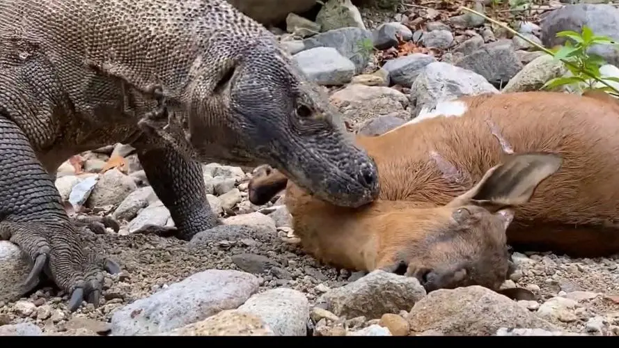 科莫多巨蜥活吃鹿视频：一个惊人的捕食行为（科莫多巨蜥活吃鹿视频）