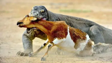 科莫多巨蜥活吃小牛 科莫多巨蜥活吃小牛犊完整版