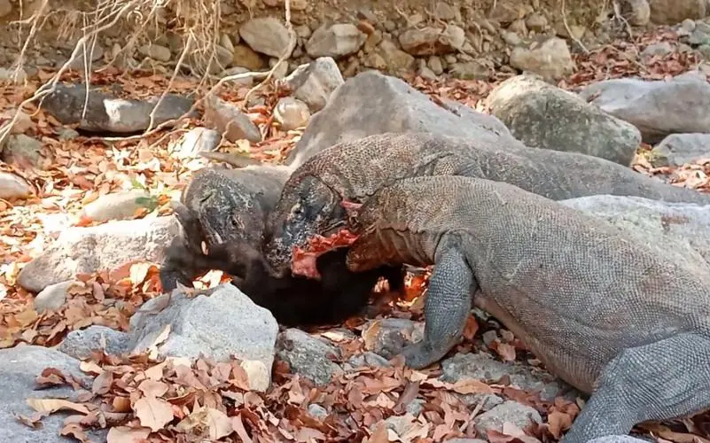 科莫多巨蜥活吃疣猪视频——古生物界的残酷生存竞争（科莫多巨蜥活吃疣猪视频）