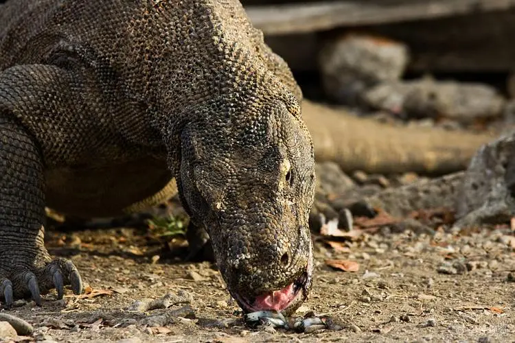 科莫多巨蜥：巨蜥中的中性食肉动物（科莫多巨蜥吃同类）