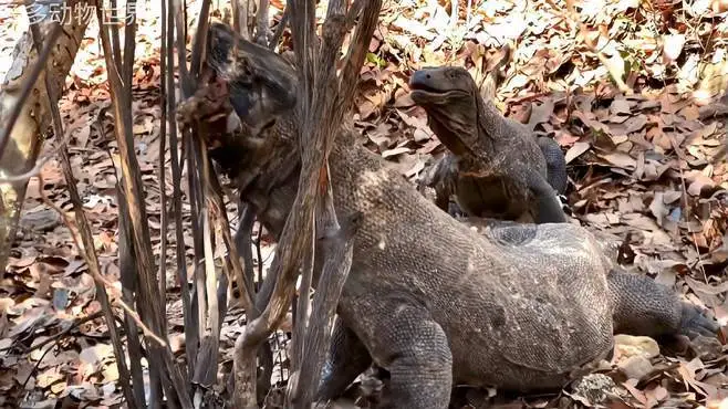 科莫多巨蜥卡死视频 科莫多巨蜥死亡影像