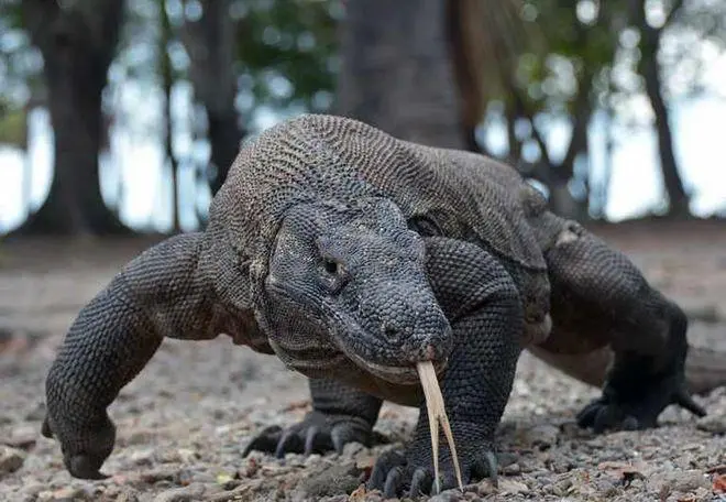 科莫多巨蜥——恐怖食肉动物的顶级捕食者（科莫多巨蜥能吃多大的动物）