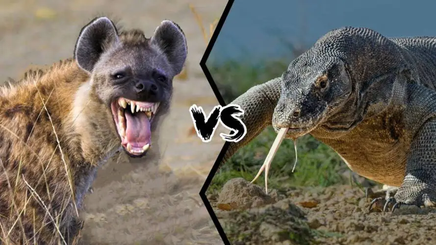 科莫多巨蜥vs鬣狗 科莫多巨蜥vs鬣狗视频