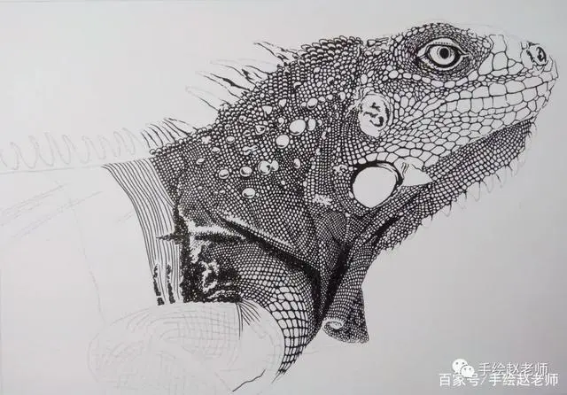 科莫多巨蜥素描图片 科莫多巨蜥长什么样子图片