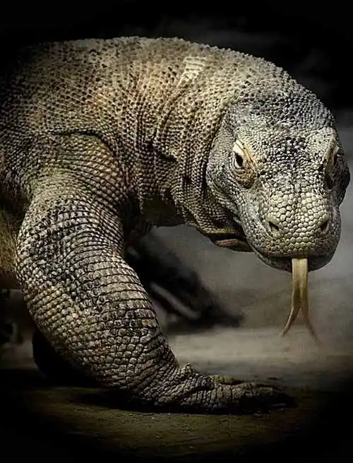 科莫多龙天敌一览表 爪哇虎吃科莫多巨蜥
