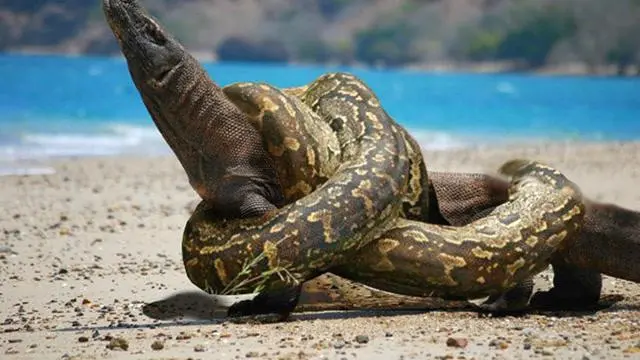科莫拉多巨蜥的天敌 科莫多巨蜥图片