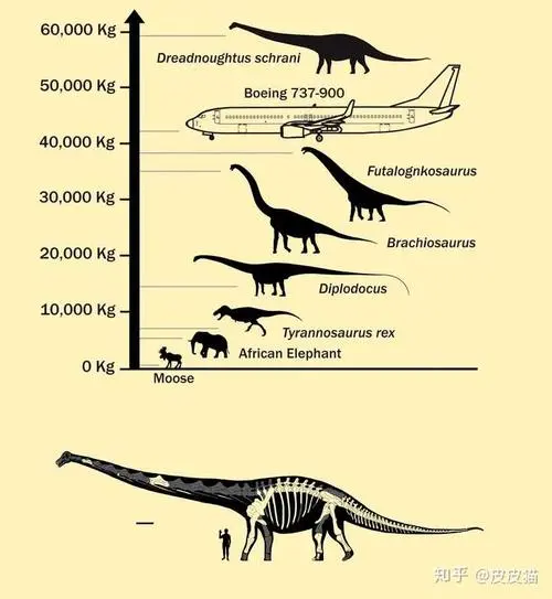恐龙体型大小排名 恐龙体型大小排名对比