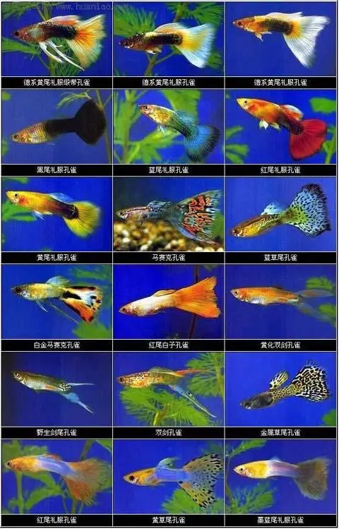 孔雀鱼品种大全72种珍藏版 孔雀鱼品种大全72种珍藏版图片