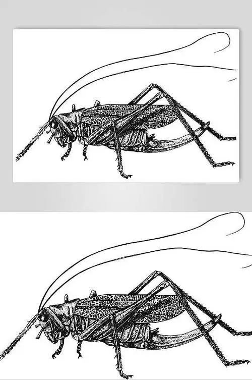 昆虫记蟋蟀图片手绘 昆虫记昆虫介绍卡蟋蟀