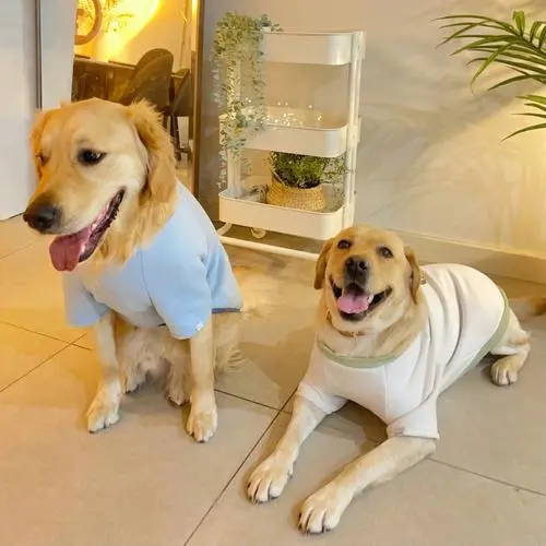 拉布拉多和金毛是两种非常受欢迎的犬种，它们在外观、性格和用途上都有着相似之处。然而，有一点引起了人们