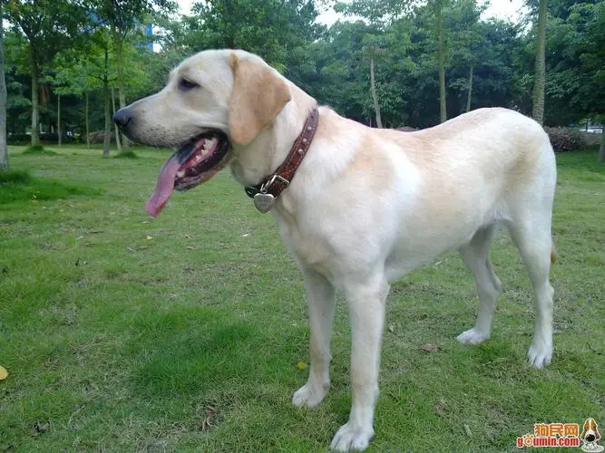 拉布拉多是一种常见的大型犬种，拥有可爱的外貌和友善的性格，因此备受人们的喜爱。然而，对于想要饲养拉布