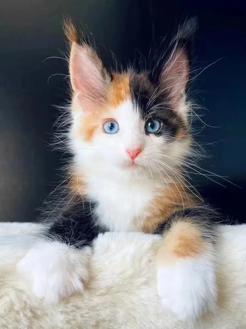 《蓝眼睛的缅因猫：稀少的宝藏》（蓝眼睛的缅因猫稀少吗）