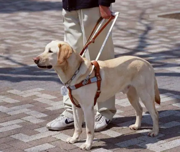 拉萨阿普索犬：适合做导盲犬吗（拉萨阿普索犬也适合做导盲犬吗）