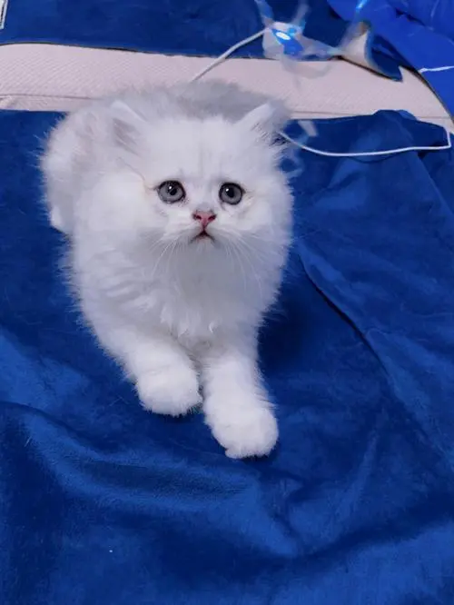 两只眼睛是蓝色的白猫是什么猫？（两只眼睛是蓝色的白猫是什么猫）
