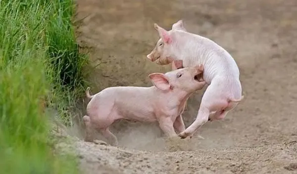 两只猪打架视频 两只土拨鼠打架视频
