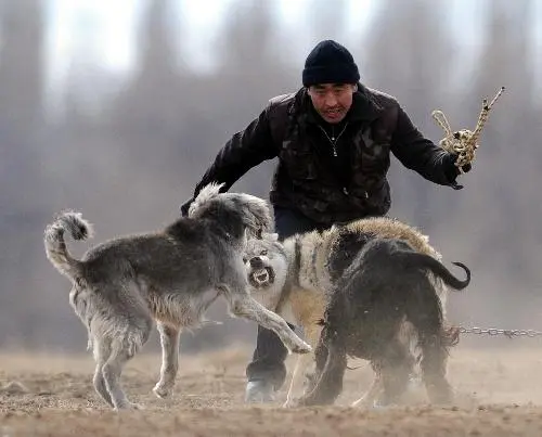 猎狼犬捕狼视频：一窥神奇而高效的狼群捕猎技巧（猎狼犬捕狼视频）