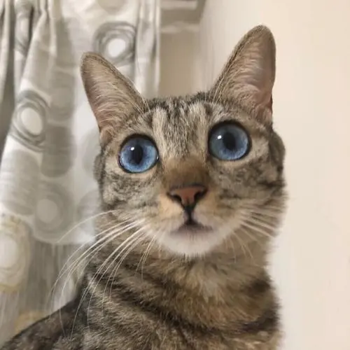 狸花猫蓝色眼睛是什么猫？（狸花猫蓝色眼睛是什么猫）