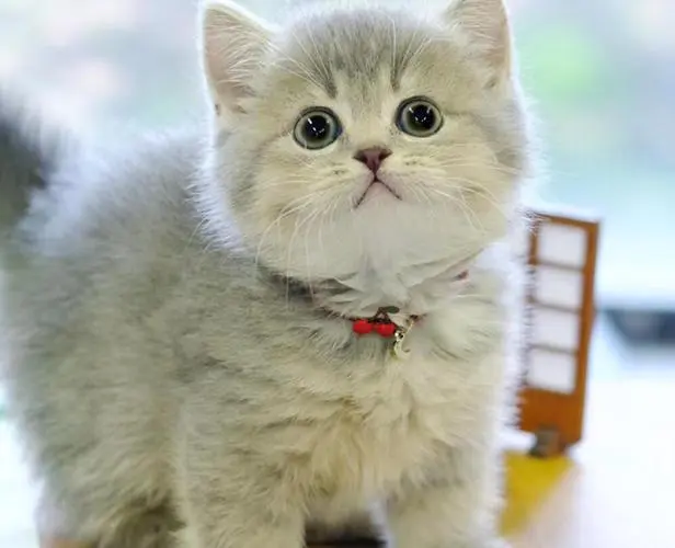 曼基康矮脚猫图片头像 曼基康猫大概多少钱一只
