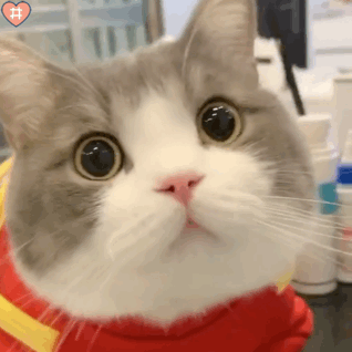 Happy猫表情包图片——萌翻全网的表情包（happy猫表情包图片）