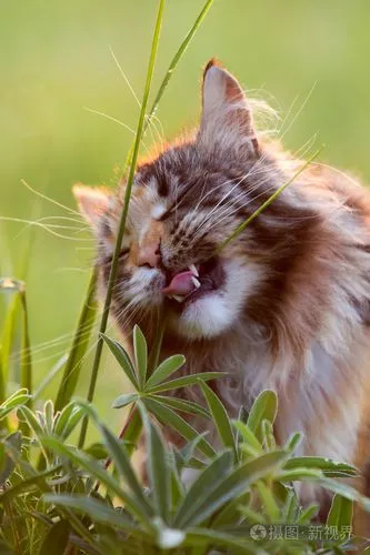 猫吃什么草 猫吃什么草可以化毛