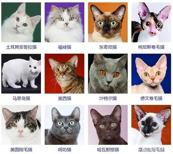 猫各种品种的照片 猫各种品种