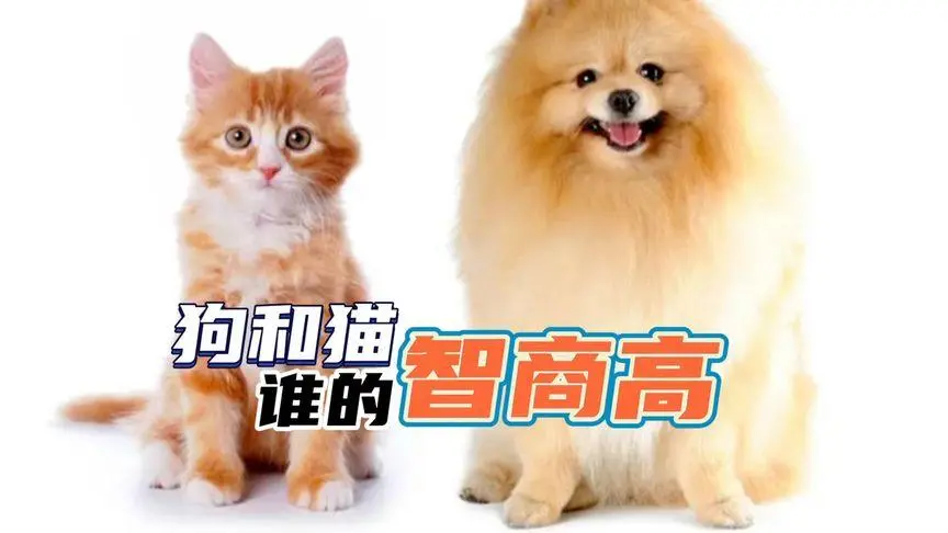 猫 vs. 狗：谁更聪明？（猫的智商高还是狗的智商谁高）