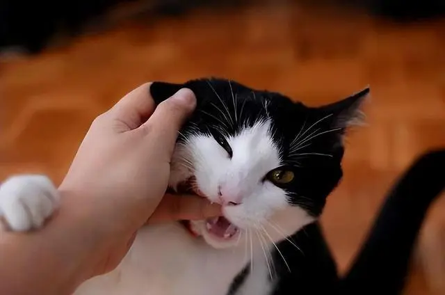 猫为什么喜欢咬人手（猫喜欢咬人手是为什么）
