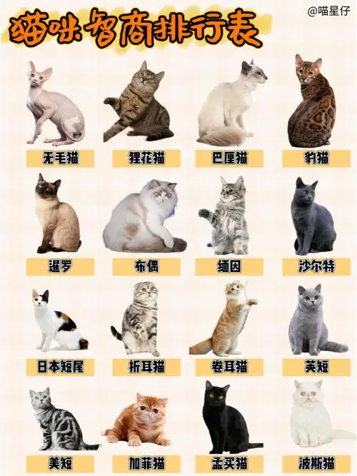 猫智商排名及特点（猫排名智商排名）