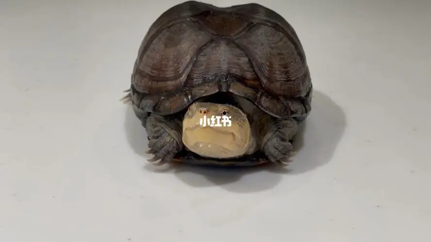毛足泥龟的繁殖 毛足泥龟的繁殖方式