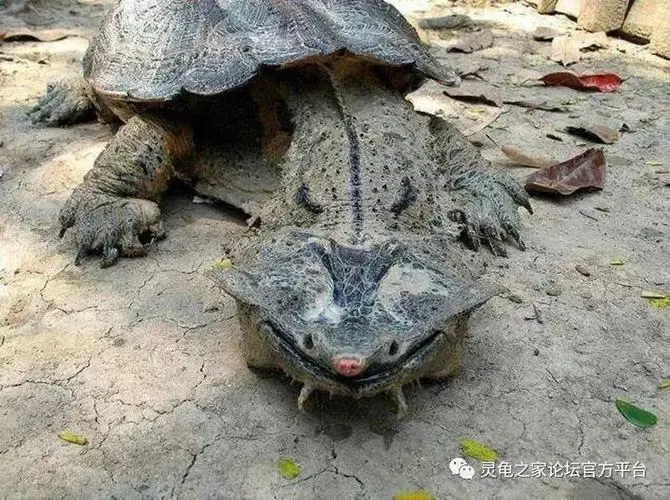 玛塔龟的体长及成年后的生长限制（玛塔龟最大能长多大）