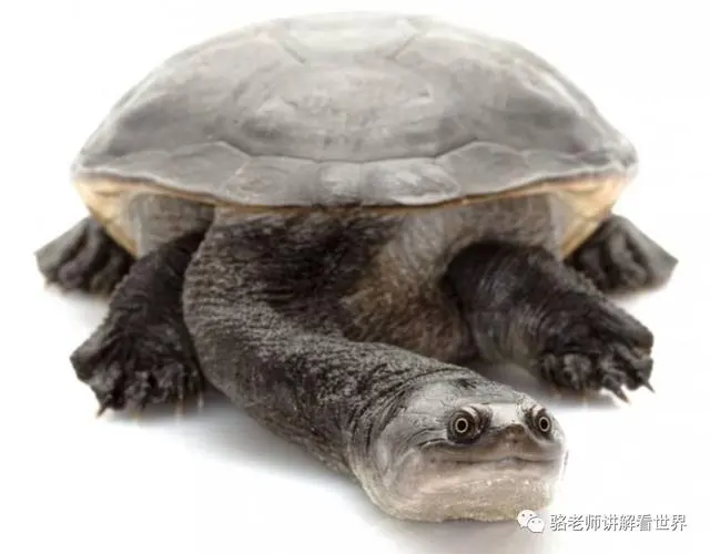 玛塔枯叶龟（学名：Chelodina mccordi）是一种澳大利亚特有的淡水龟类，生长于昆士兰州的一些河流和湖泊中