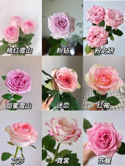 玫瑰品种价格排行榜 玫瑰品种大全介绍