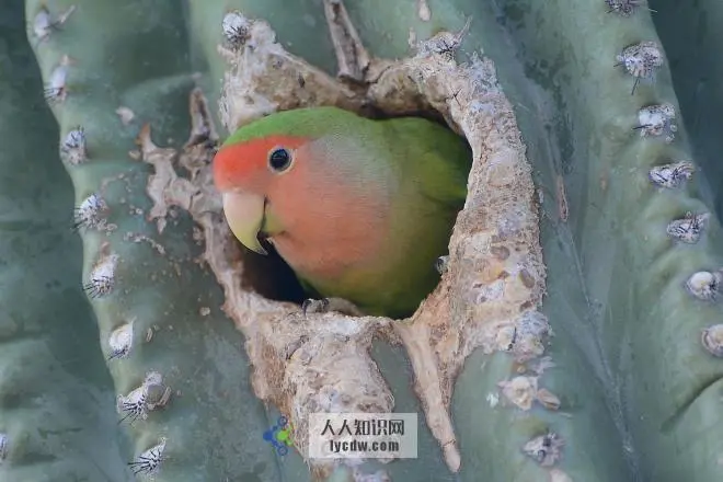 玫瑰鹦鹉（Rosy-faced Lovebird）的外貌特征和习性（玫瑰鹦鹉长什么样子）