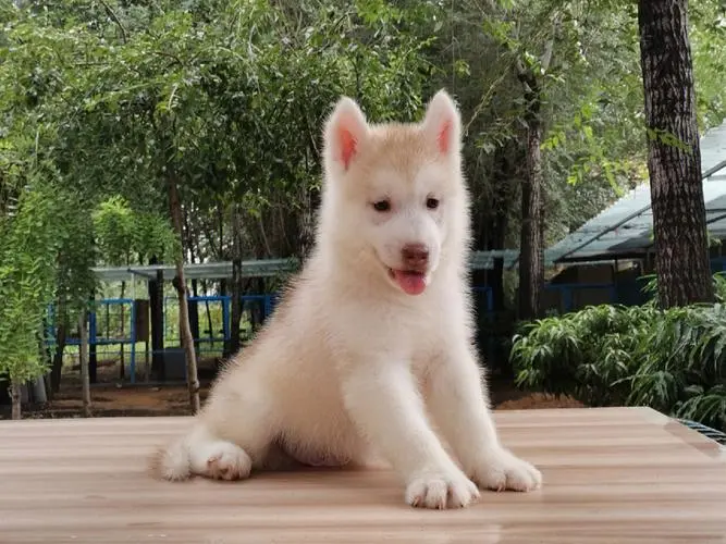 梦幻色哈士奇是一种极为美丽的犬种，其华丽绚丽的毛色使得其成为许多犬迷的梦幻选择。然而，梦幻色哈士奇的