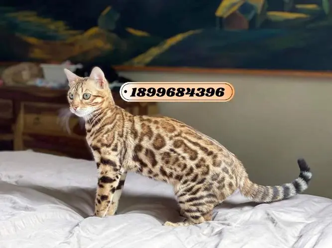 孟加拉豹猫金色卖多少钱？（孟加拉豹猫多少人民币一只金色的）