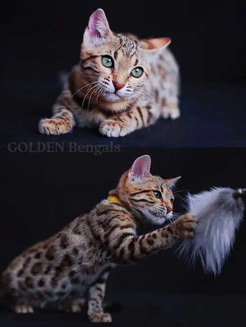 孟加拉豹猫：绿眼睛好还是黄眼睛好？（孟加拉豹猫绿眼睛好还是黄眼睛好）
