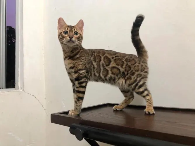 孟加拉豹猫：探索亚洲最小豹猫的神秘个头（孟加拉豹猫能长多大个头）