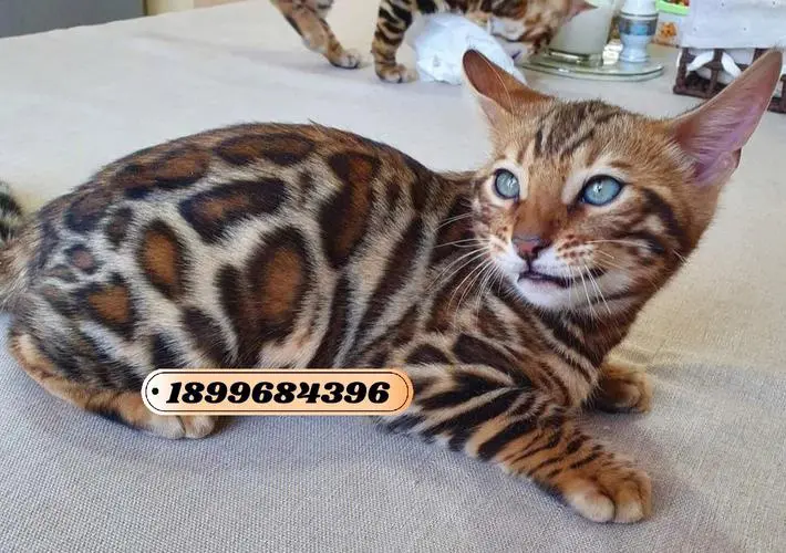 孟加拉豹猫：优点与缺点（孟加拉豹猫优点和缺点）