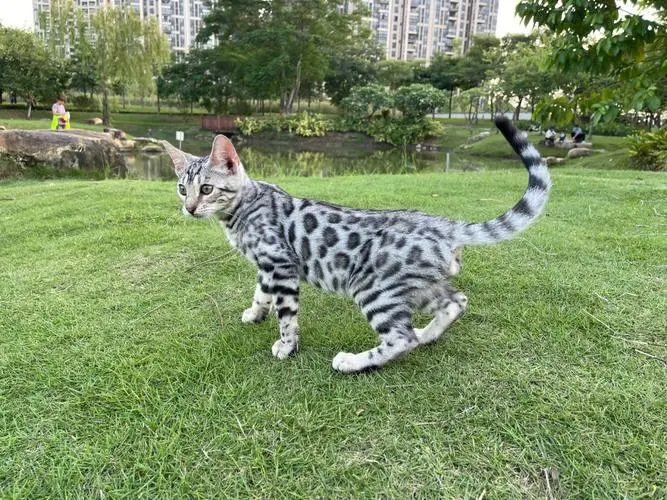 孟加拉银豹猫价位 孟加拉银豹猫价位 2023