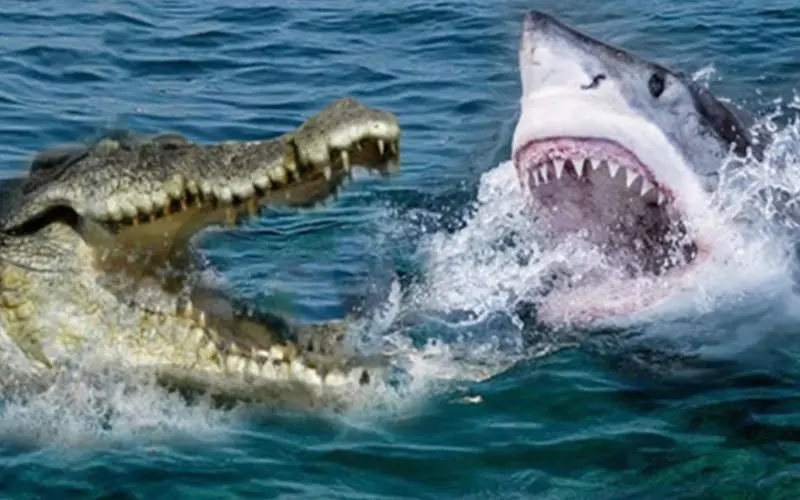 梦见鲨鱼和鳄鱼打架 梦见鲨鱼和鳄鱼打架什么意思