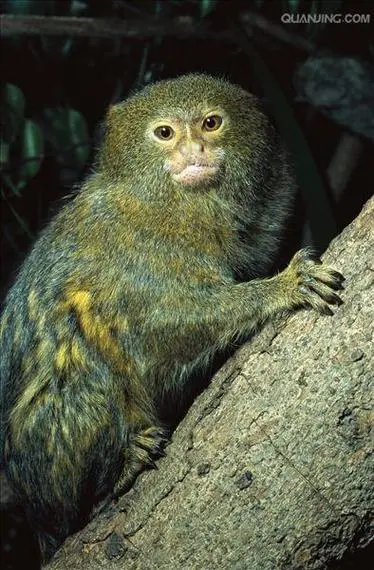 棉耳狨猴是保护动物吗？（棉耳狨猴是保护动物吗）