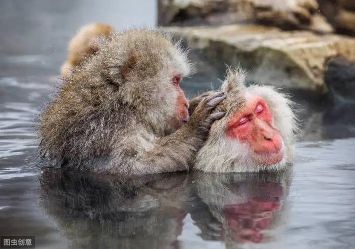 猕猴泡温泉图片 日本猕猴泡温泉图片
