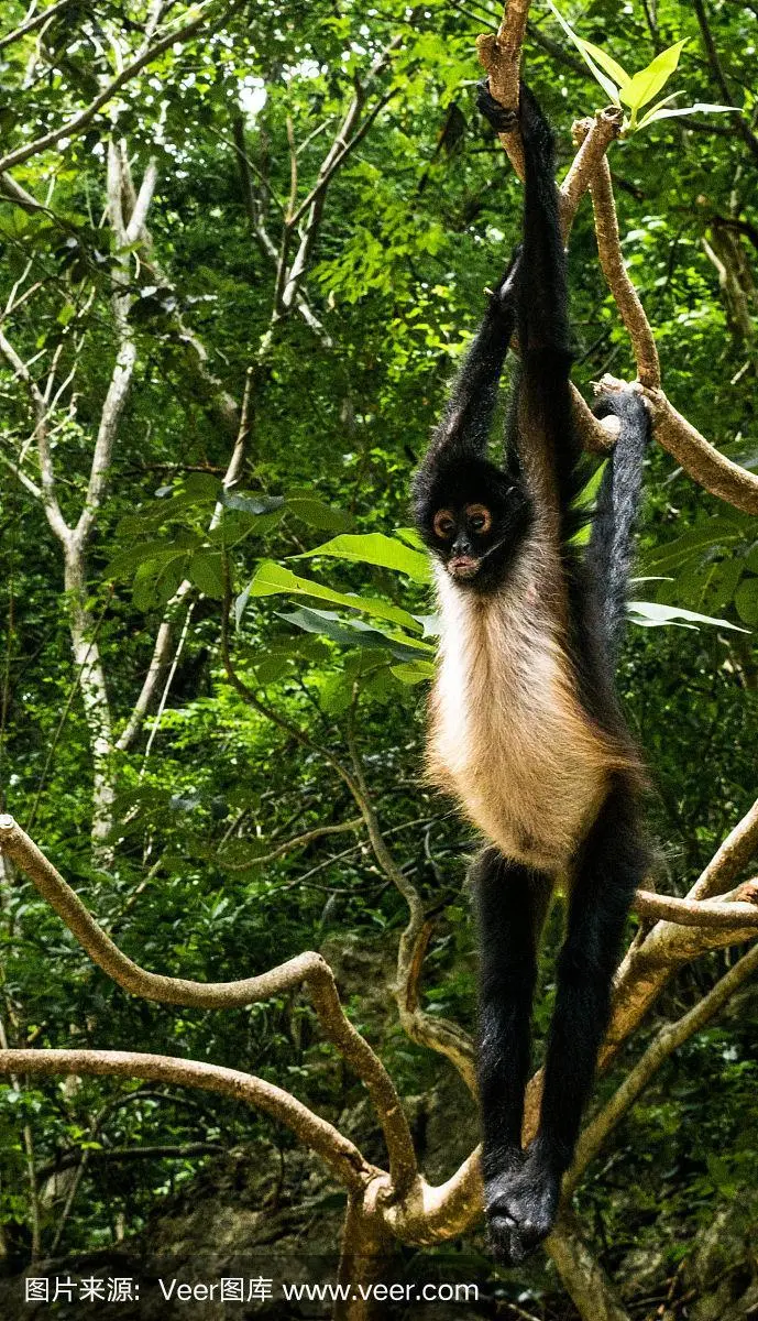猕猴生活在热带雨林吗？（猕猴生活在热带雨林吗）