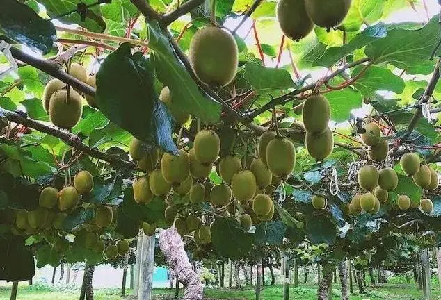 猕猴桃种植地方有哪些 猕猴桃的种植方法