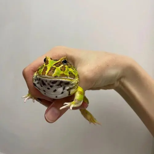秘鲁角蛙：这种迷人的蛙类值多少钱？（秘鲁角蛙多少钱）