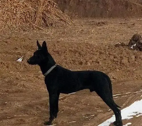 墨界黑狼犬的优缺点 墨界黑狼犬的优缺点和特点