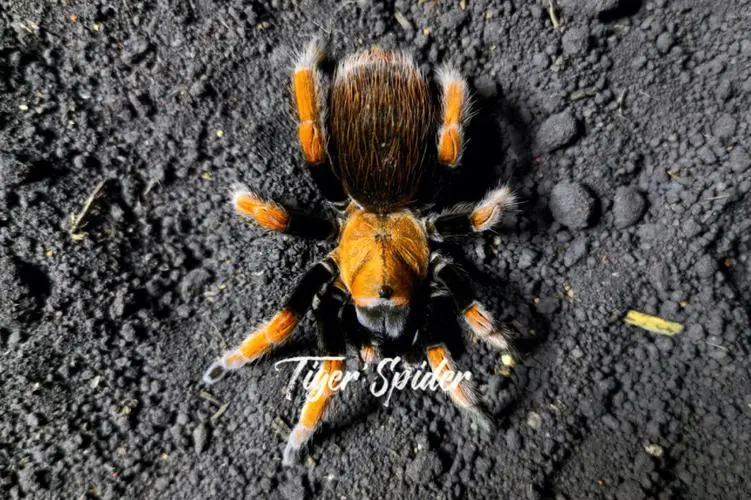 墨西哥血脚蜘蛛：一种神秘生物的寿命之谜（墨西哥血脚蜘蛛寿命）