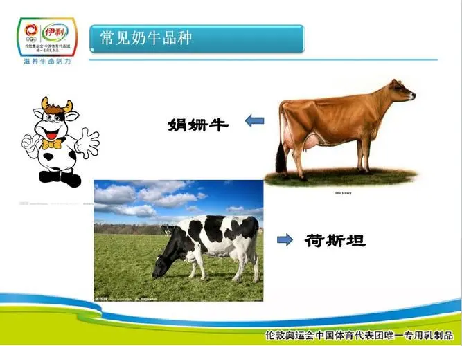 奶牛的特点与乳制品生产密不可分，它们是世界上最重要的家畜之一。奶牛是一种草食性哺乳动物，体形庞大，胃