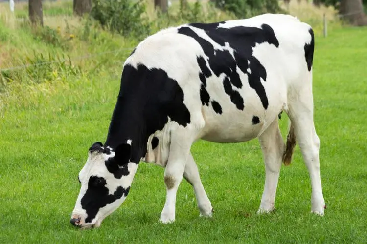 奶牛价格——一头奶牛多少钱一只（一头奶牛多少钱一只）
